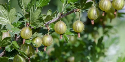 Transplantacija ogrozda u jesen, proljeće na novo mjesto: uslovi, pravila, savjeti